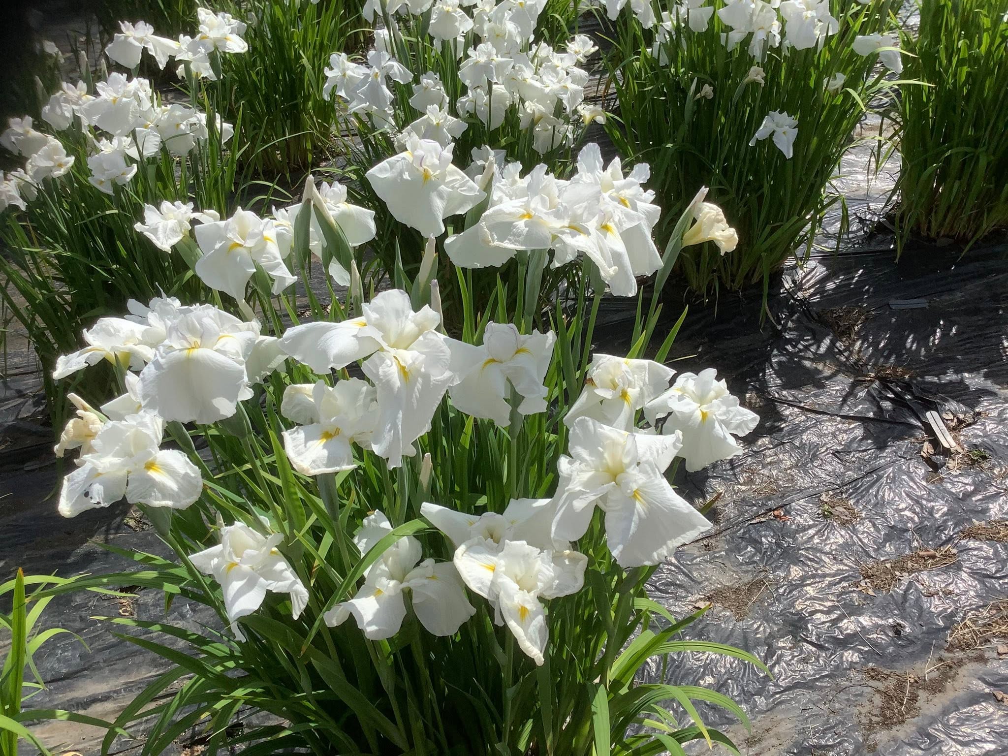 純白のハナショウブ
