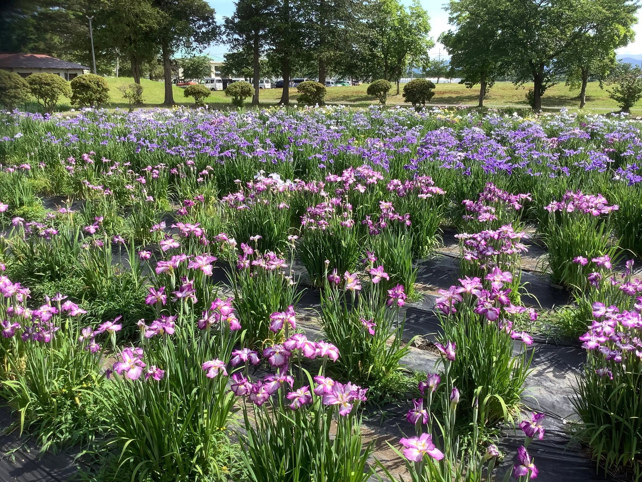 浅舞公園のハナショウブが一面に咲き誇る景色