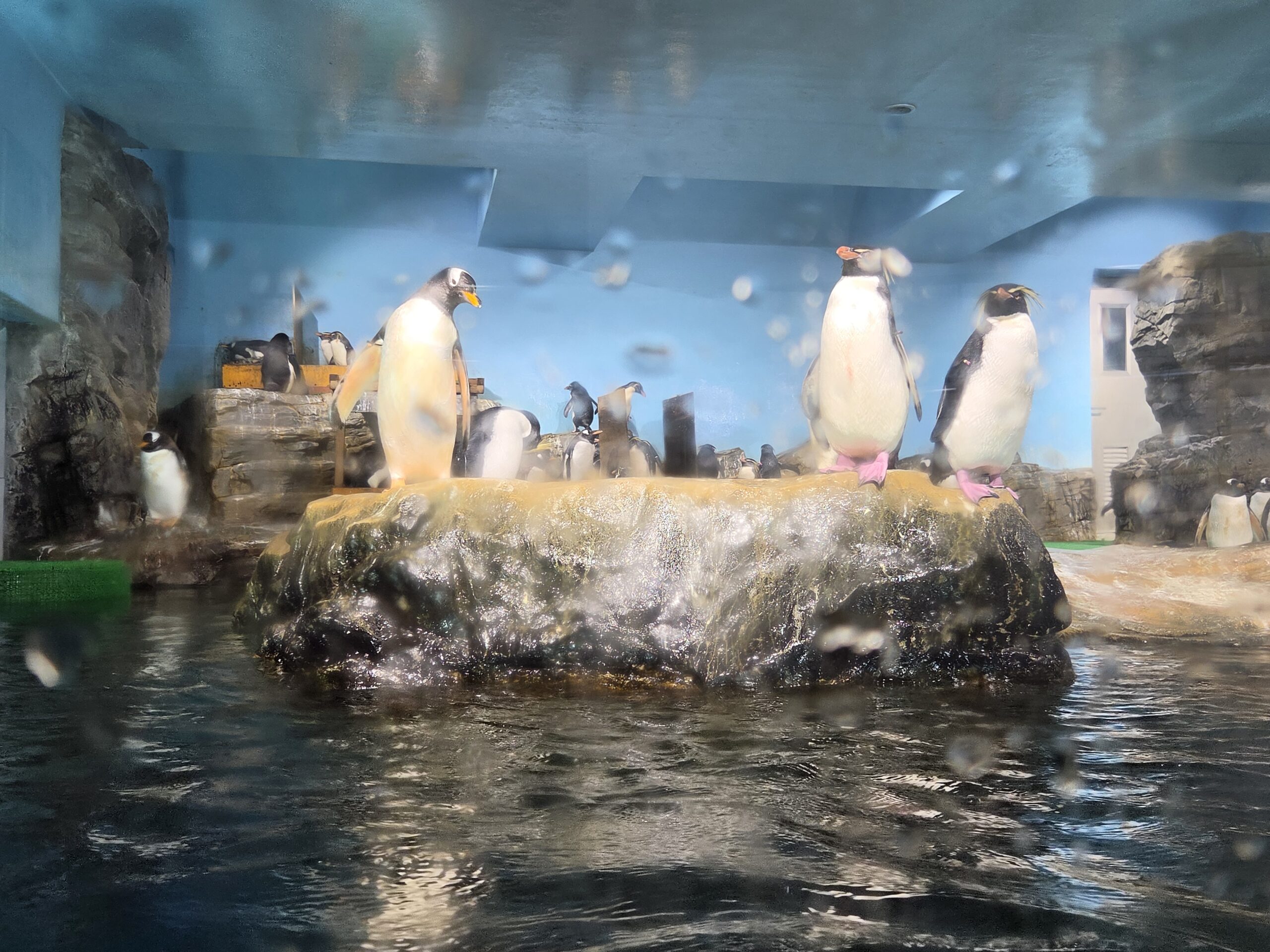 元気に泳ぐペンギン