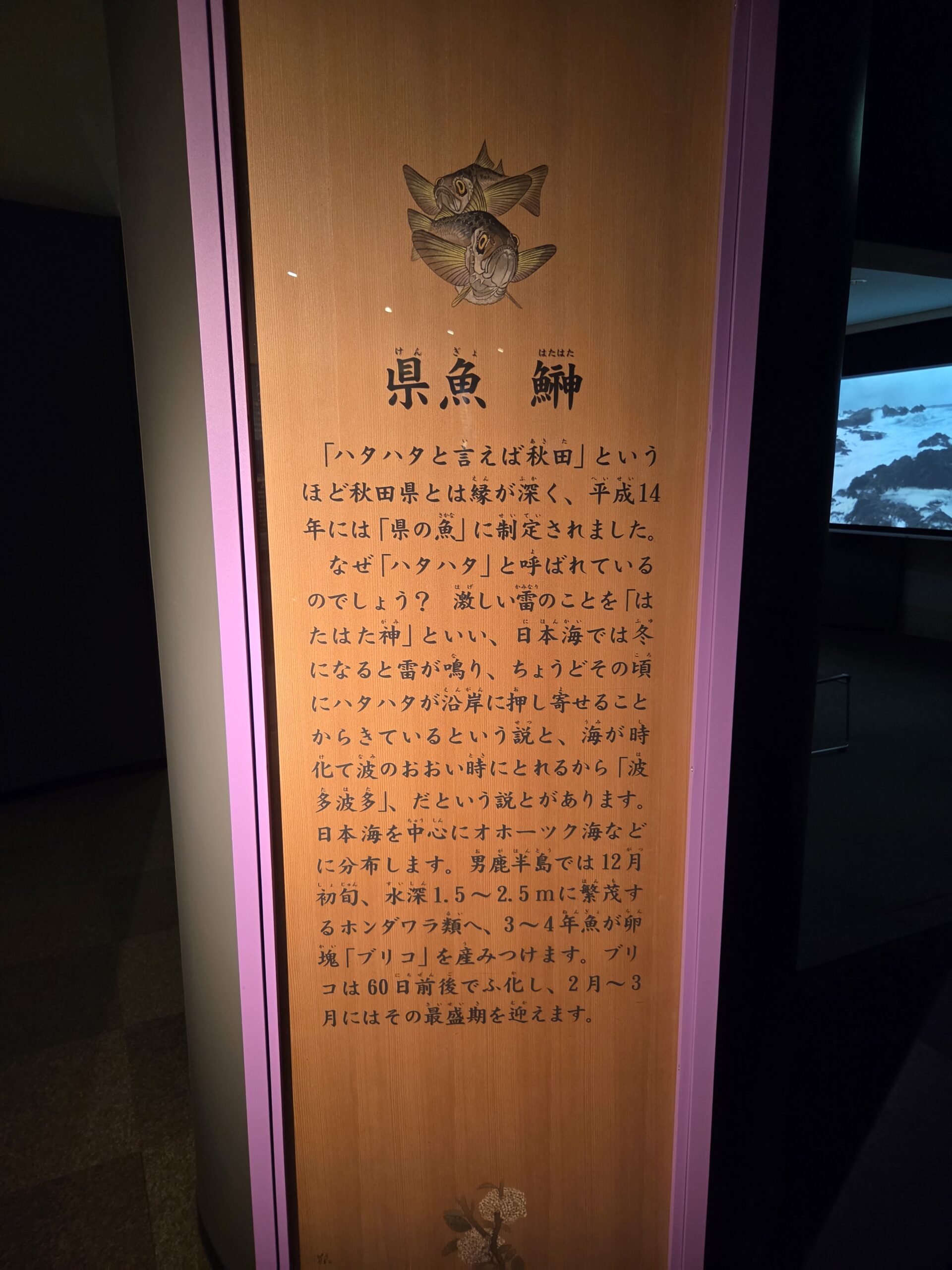 ハタハタについての解説パネル