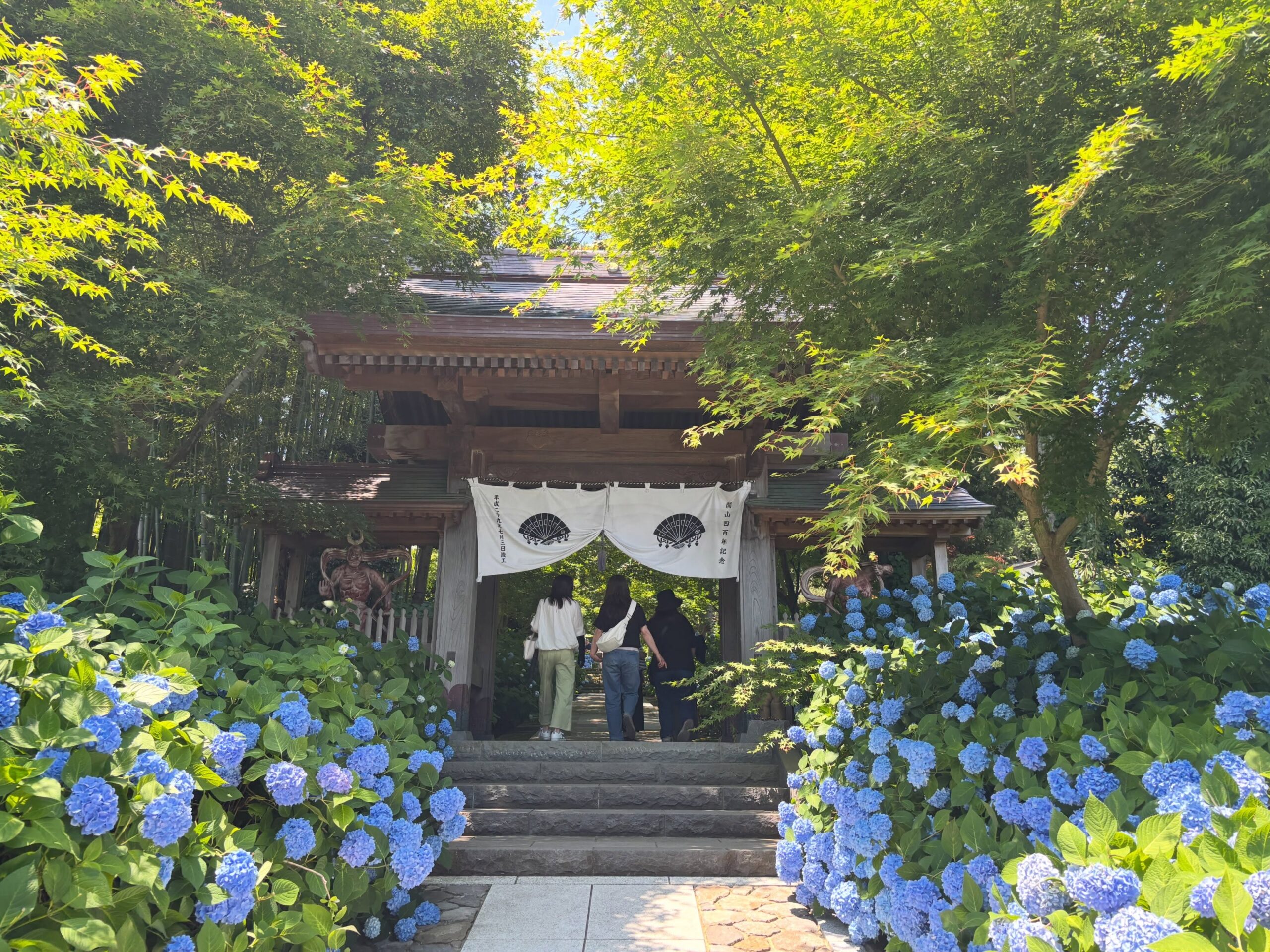 雲昌寺ブルーと呼ばれる青いあじさいに包まれた境内