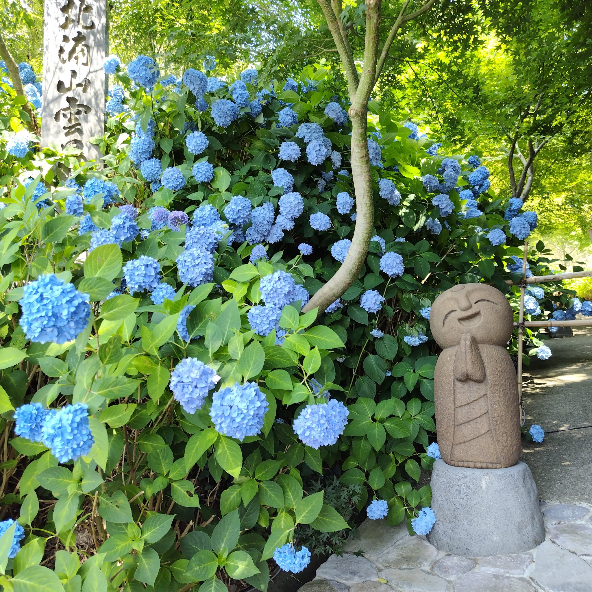 山門をくぐった先に広がる青いあじさいの絨毯
