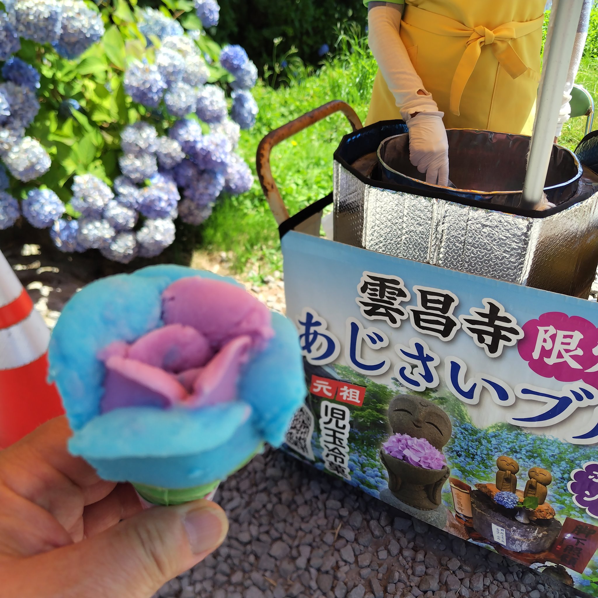 本堂の天井を彩る色鮮やかなあじさいのドライフラワー