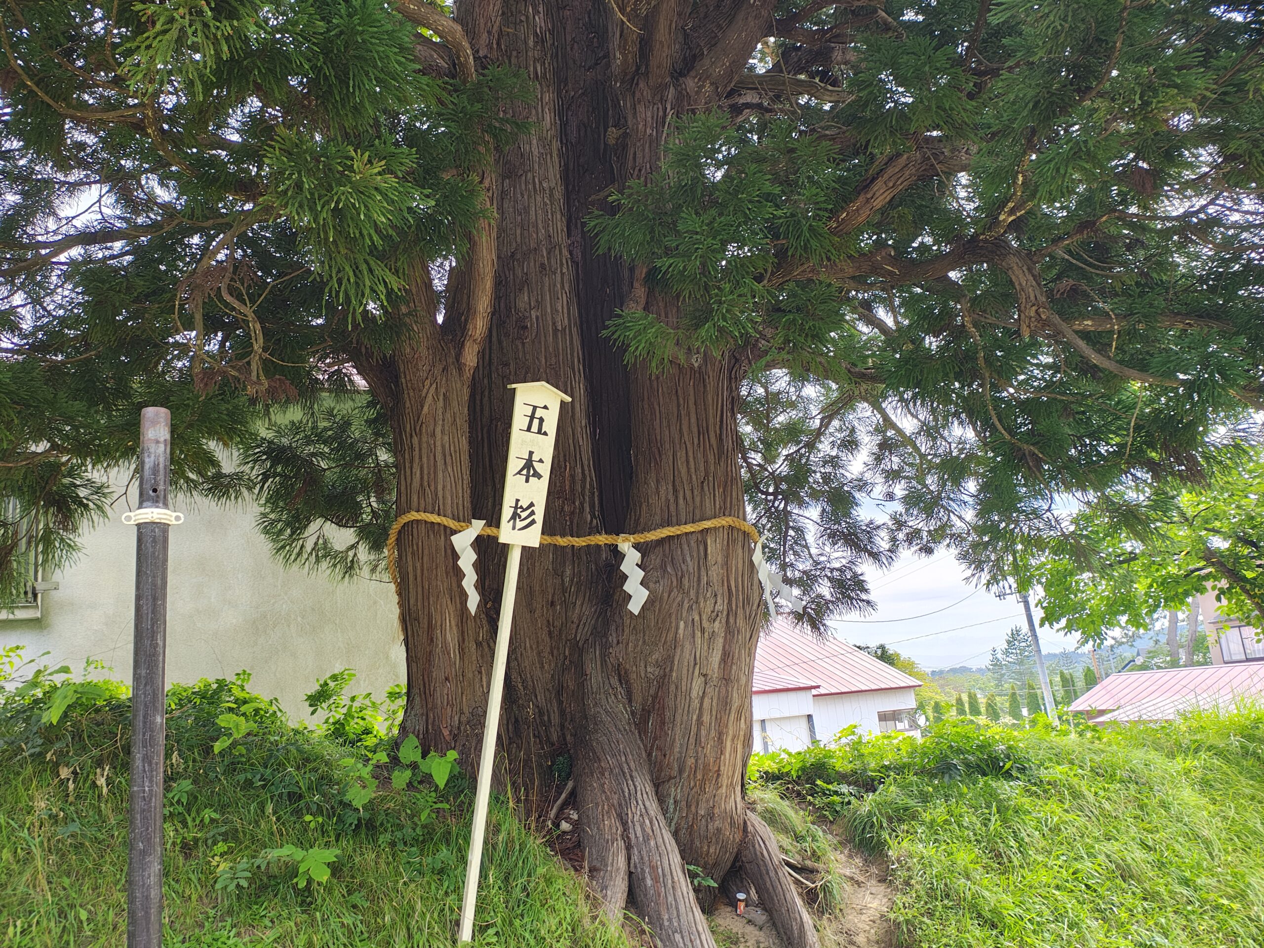 五本杉